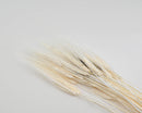 A bunch of bleached white Triticum wheat against a white background.