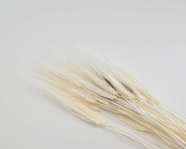 Triticum Bleached Wheat Bundle - 8oz bunch