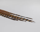 Dried natural ringneck pheasant feathers 16-18 inches striped brown black wholesale bulk.