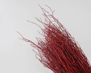 Bundle of dried natural sweet huck branches in vibrant fire red, wholesale bulk case of 12.