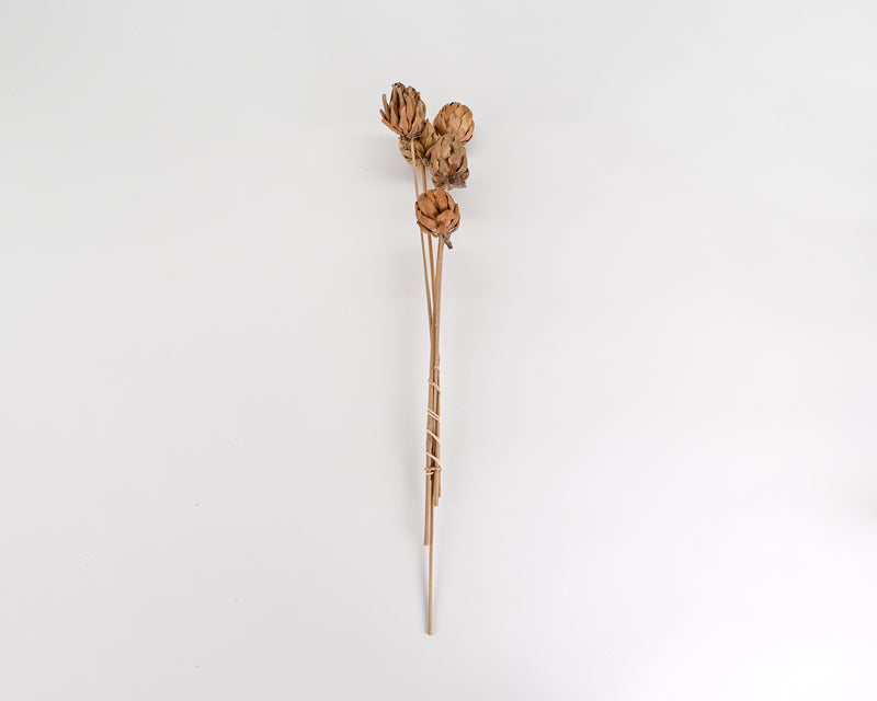 Dried Chico Choke Pod Stemmed