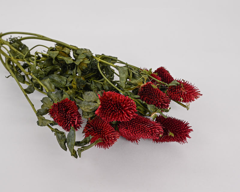 Decorative Clover Flowers | 12 Bunches | Red