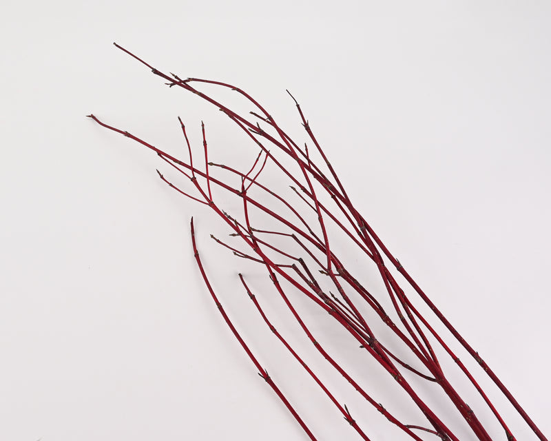 Dried Dogwood Branches | 100 Branches | Reddish to Black