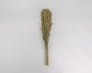 Bundle of dried natural Sudan grass tied with twine, wholesale bulk case of 30 bunches.