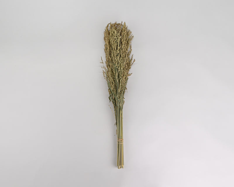 Dried Sudan Grass