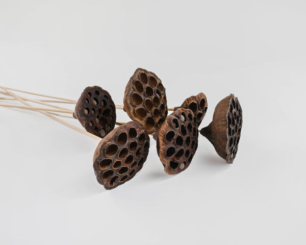 Dried Lotus Pods