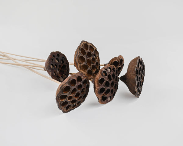 dried seed pods for flower arrangements Afloral Pack of 12