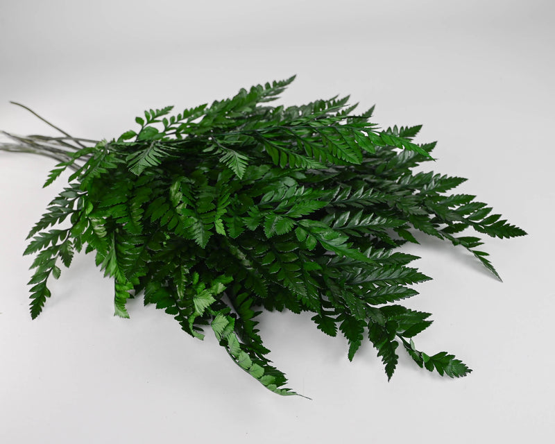 Decorative Leatherleaf (leather leaf) | 12 Bunches | Green