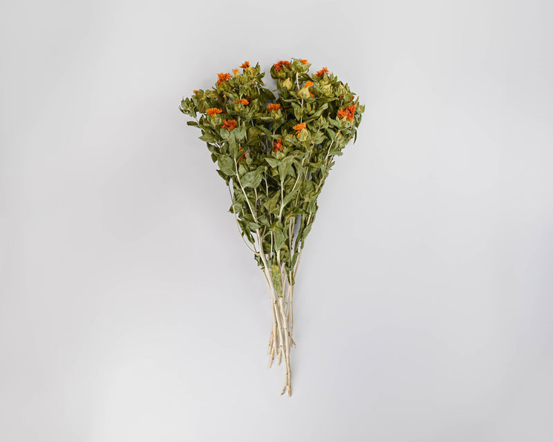 Dried Safflower Bunches | 20 Bunches