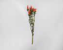 Single dried Indian Paintbrush stem with vibrant orange to red flowers, natural bulk bouquet element.