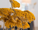 Dried yellow yarrow bunches with natural stems in a bulk wholesale arrangement.