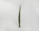 Single tall green dried fountain grass bunch tied with natural twine against white background.