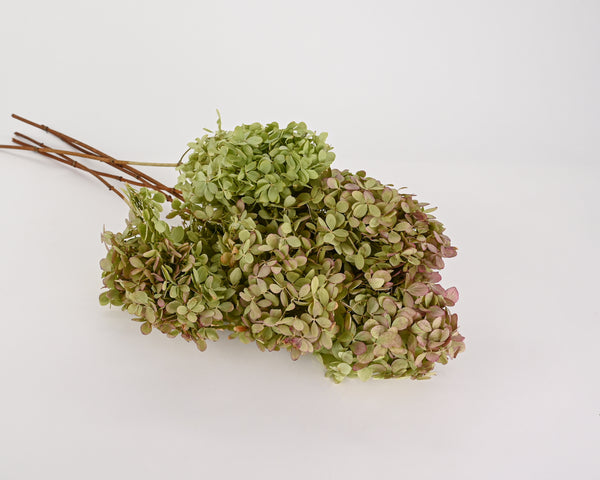 Dried Hydrangea Flower Bunch - Basil Color