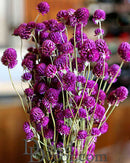 Bulk dried natural purple globe amaranth flowers with long stems in six bunches.