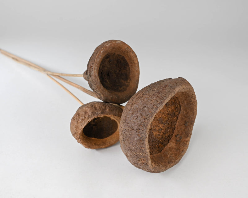 Dried Monkey Pods on Stem