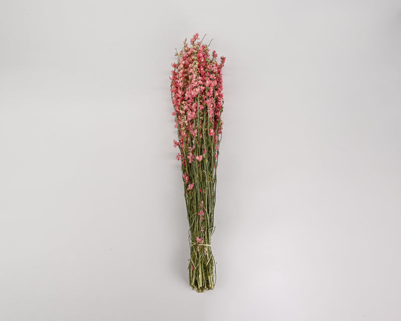 Dried Larkspur Flowers For Sale | Pink