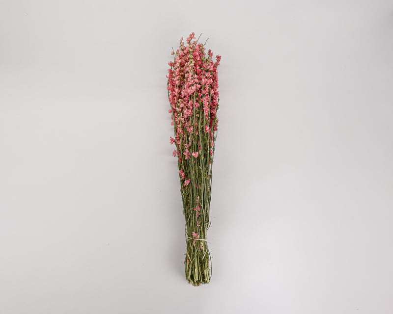 Dried Pink Larkspur Flowers For Sale