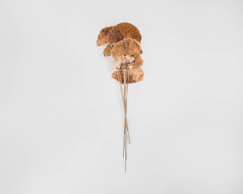 Dried Sponge Mushroom - Stemmed | 20 Bunches