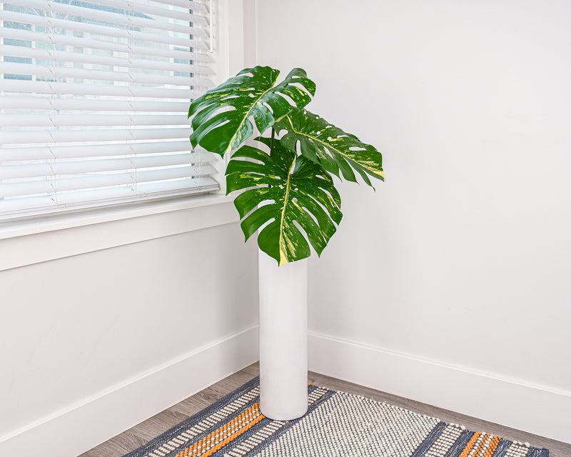 23.5" Philodendron Spray Two Tone Green (12 stems)