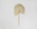 Natural dried sun palm fan in neutral beige, single bulk dried plant decor.