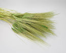 Bulk dried wheat stalks with green natural heads, arranged in a natural bundle.