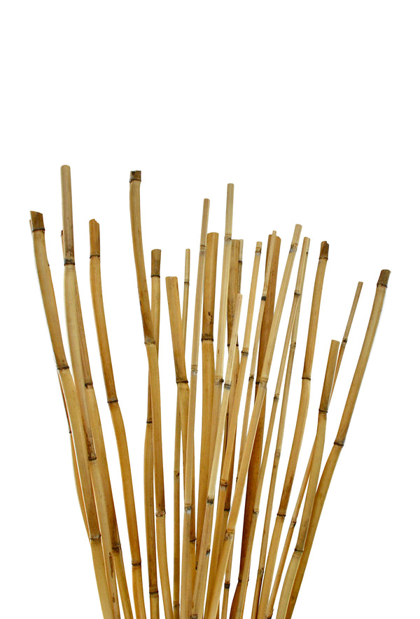 River Cane 7' Pack of 25 | 6 Bunches | Natural
