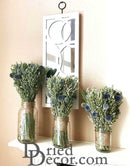 Bulk dried natural Echinops oats bouquet in light green and blue stems arranged in glass jars.