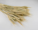 Bulk dried natural green wheat bundles arranged on a white background.