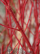 Bulk wholesale dried natural dogwood branches with vibrant red long stems.