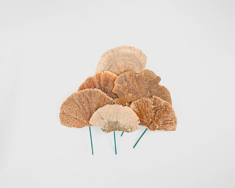 Sponge Mushroom Picked | Case Of 100