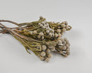 A bunch of dried Silver Brunia flowers with natural white and green colors against a white background.