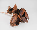 Bundle of dried natural brown palm blut pods on stems, wholesale bulk arrangement.
