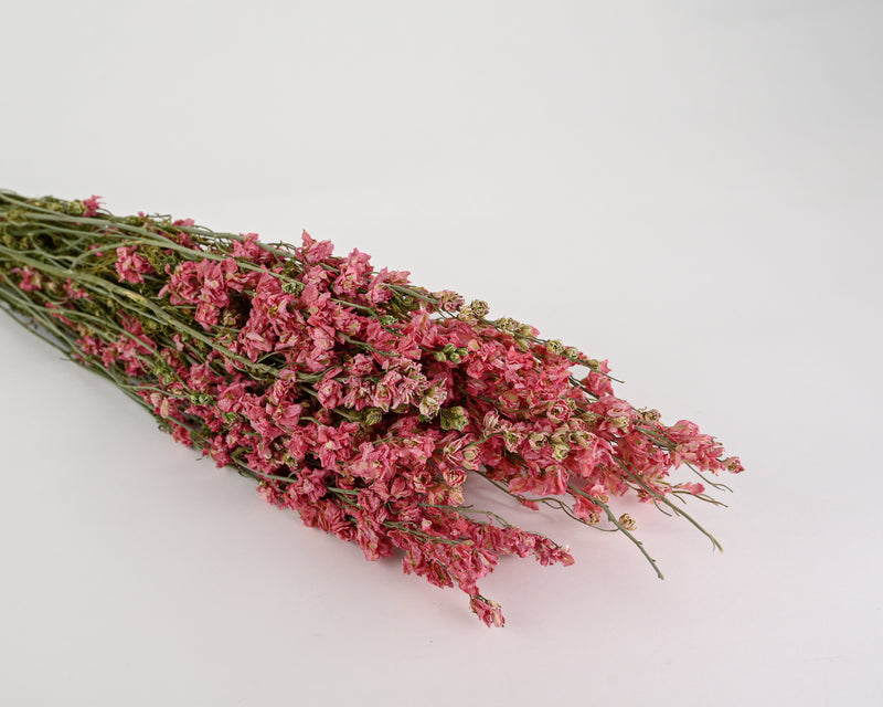 Dried Pink Larkspur Flowers, Pink Delphinium