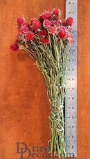 Bundle of natural dried red globe amaranth flowers with green stems next to ruler for size, wholesale bulk pack.