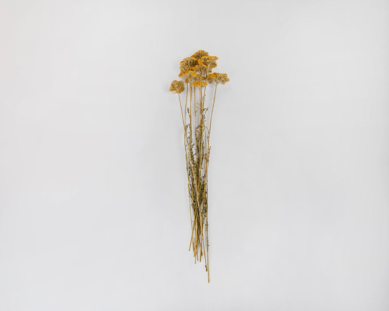 Dried Yarrow Bunches - Yellow