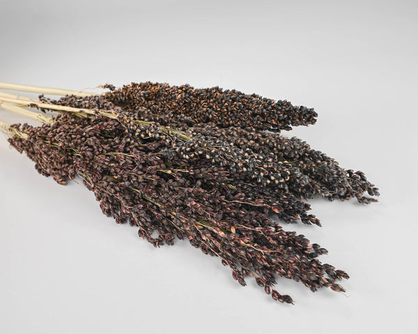 Dried Broom Corn - Decorative Black