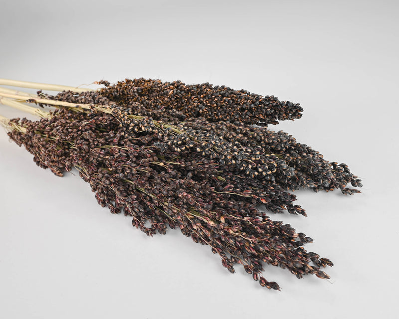 Dried Broom Corn - Decorative Black