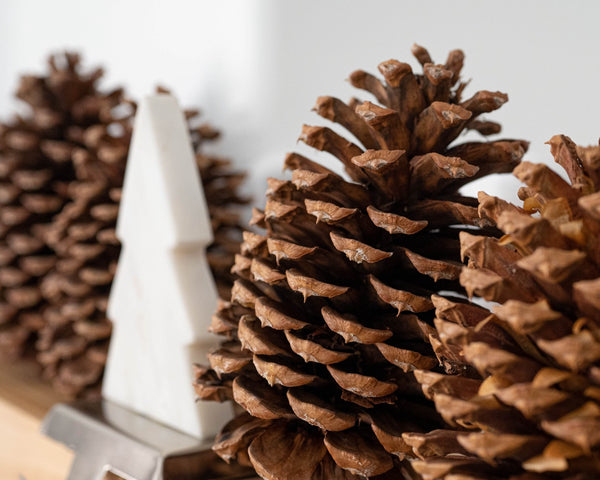 Jeffrey Large Pine Cones (PineCones)