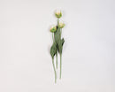 Cream green dried parrot tulip spray with three natural blooms and long green stems, wholesale bulk set.
