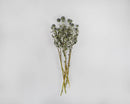 Bundle of dried natural light blue globe thistle stems, wholesale bulk bunches.
