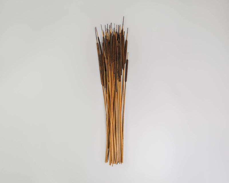 Dried Pencil Cattails