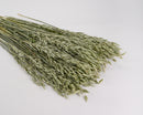 Bundle of long light green dried oats, natural and wholesale bulk decorative wheat.