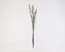 36" Pussy willow spray with 24 dried, natural gray stems, wholesale bulk bundle.