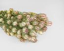 Bulk bundle of natural dried nigella pods with green stems and burgundy stripes.