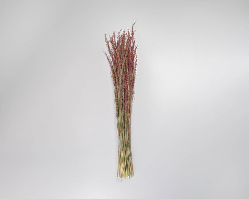 Dried Ruby Red Silk Grass