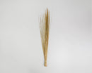 Dried natural straight Ting Ting stems bundled together, bulk wholesale decorative branches.