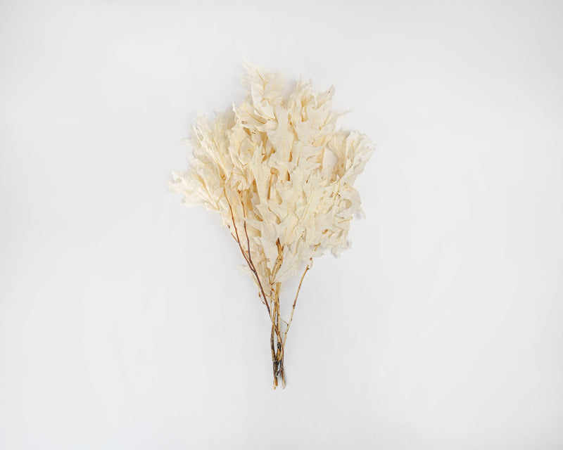 Preserved White Oak Leaves (1 LB dried leaves)