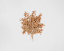Natural dried Canella berries bunch in light brown tones for wholesale bulk decor.