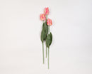Pink cream dried parrot tulip stems with green leaves, natural wholesale bulk floral spray.