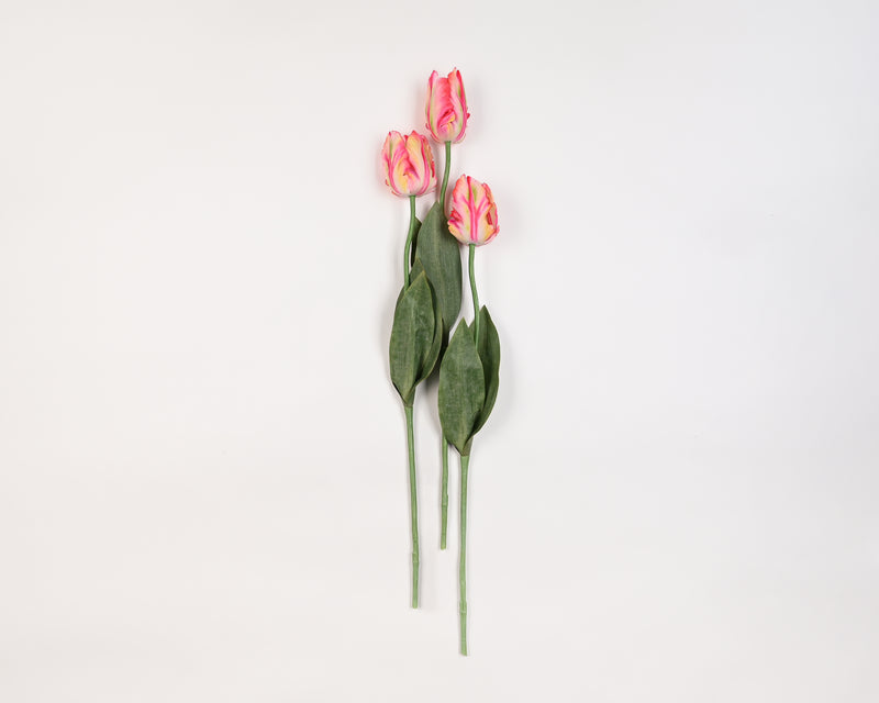 25" Parrot Tulip Spray | 12 Stems | Pink Cream